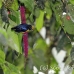 tanager_la_h_0750_ecu2778.jpg
